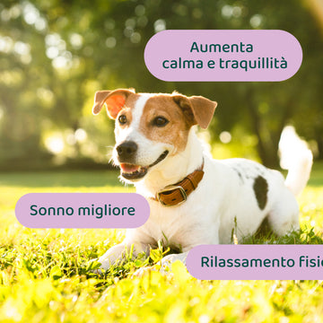 Ansia & Stress | 100% Naturale | 60 integratori🌿