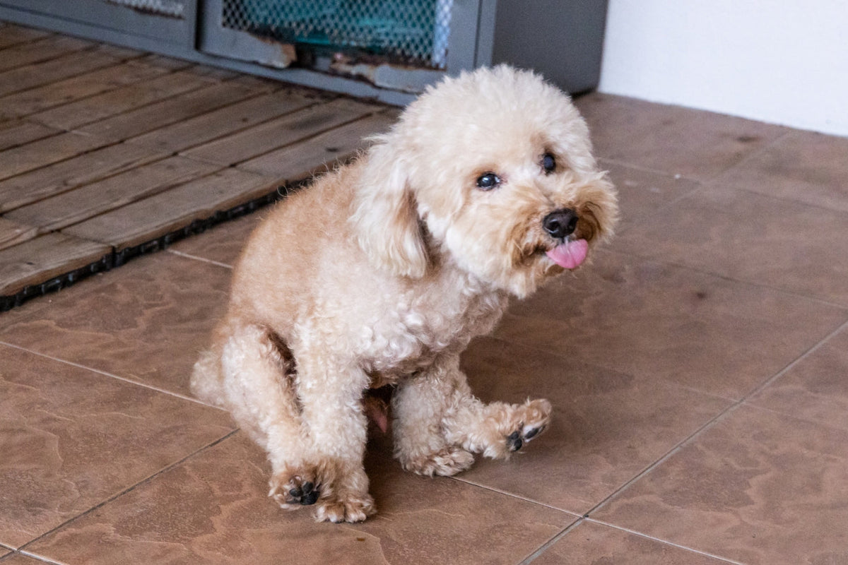 Cane che fa la slitta sul pavimento