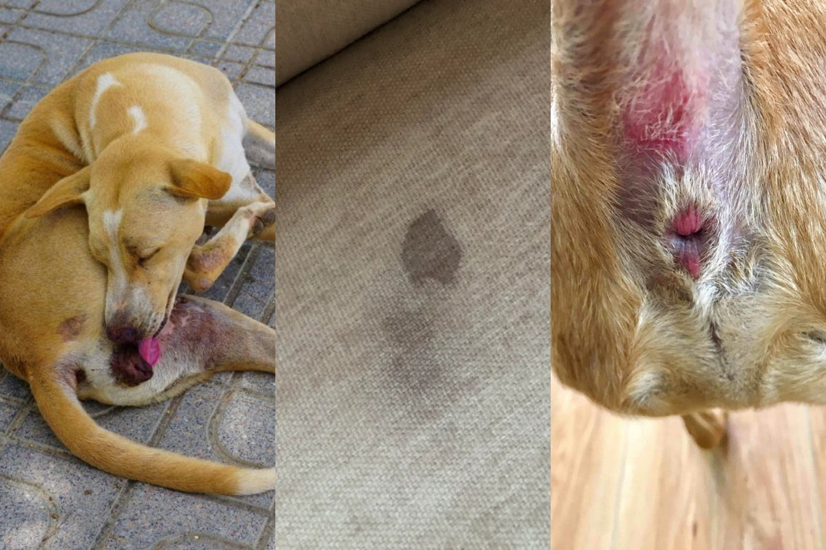 Il cane si lecca il sedere, una macchia marrone sul divano e un sedere rosso e gonfio